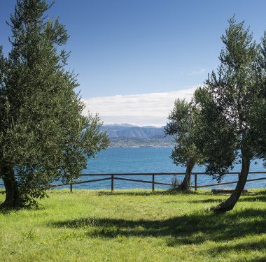 Oli da olive italiane: Evo Garda DOP